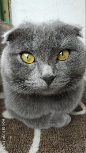 cat