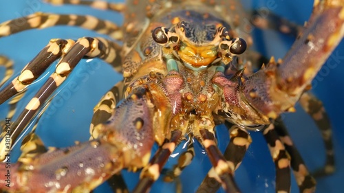 Close up macro, alive raw lobsters in shop. Blue basin with ice water, delicatessen fresh uncooked mediterranean lobsters placed on stall in seafood store. Natural background with marine inhabitants.