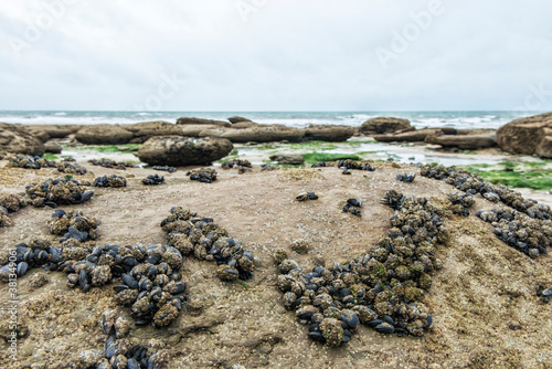 Mussels and moules on rocks and beach Normandië France