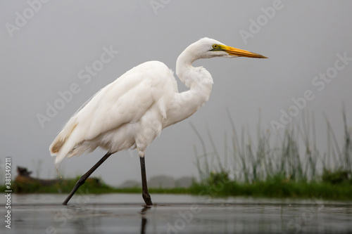 Great white egret wading in a waterhole in Zimanga Game Reserve near the city of Mkuze in South Africa © henk bogaard