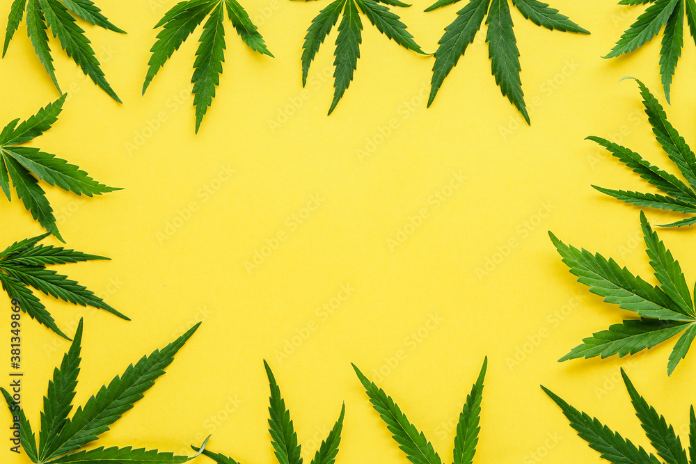 Cannabis leaf frame mock up. Green hemp leaves on color yellow background. Medical marijuana plant. Cannabis Sativa. Weed legalize. Copy space