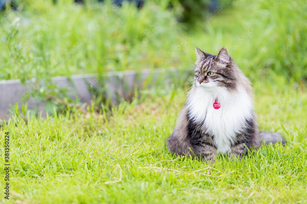 A fluffy striped cat sits on the grass and looks aside