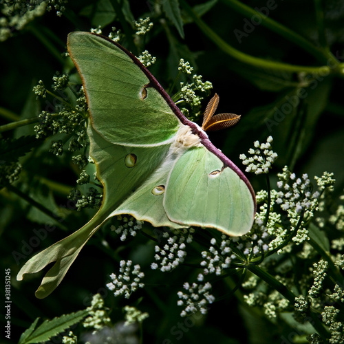 butterfly on a leaf
