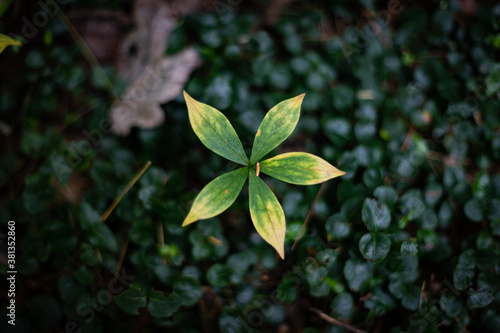 Star like shape of a flower petal surrounded by dark background