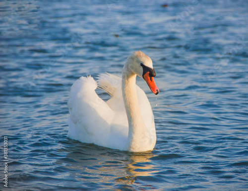 A large white swan moves through the water at sunset.