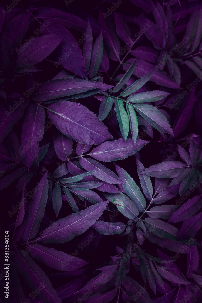 blue plant leaves in the garden, autumn season, blue background blue plant leaves in the garden, autumn season, blue background