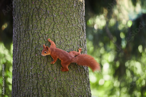 A squirrel on a tree