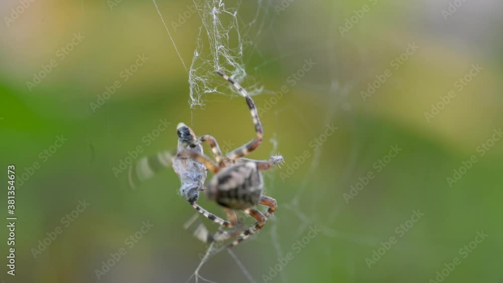 Large Spider Hanging On Spider Web on Blurred Green Background Large Spider Hanging On Spider Web on Blurred Green Background