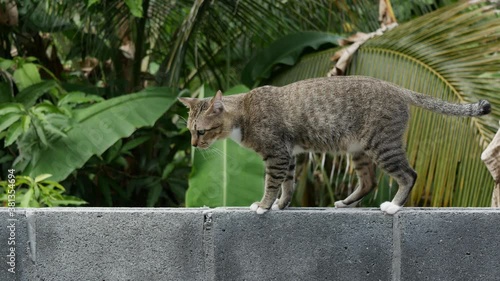 A tabby cat and fat walking on the wall to explore.