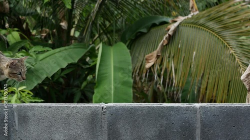 A tabby cat and fat walking on the wall and jumping to the ground.
