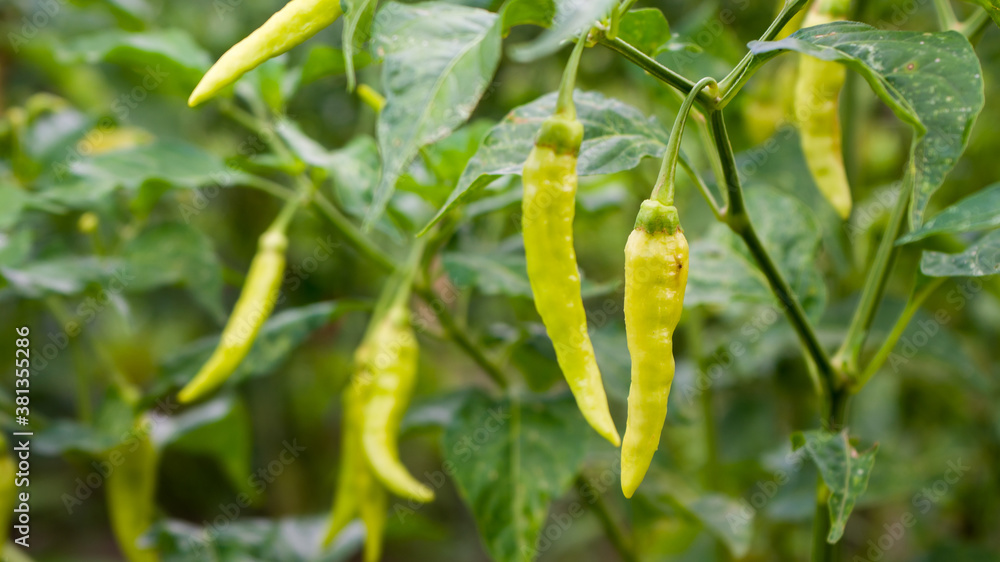 Banana pepper fruit vegetables hanging on the branch. Banana pepper fruit vegetables hanging on the branch.