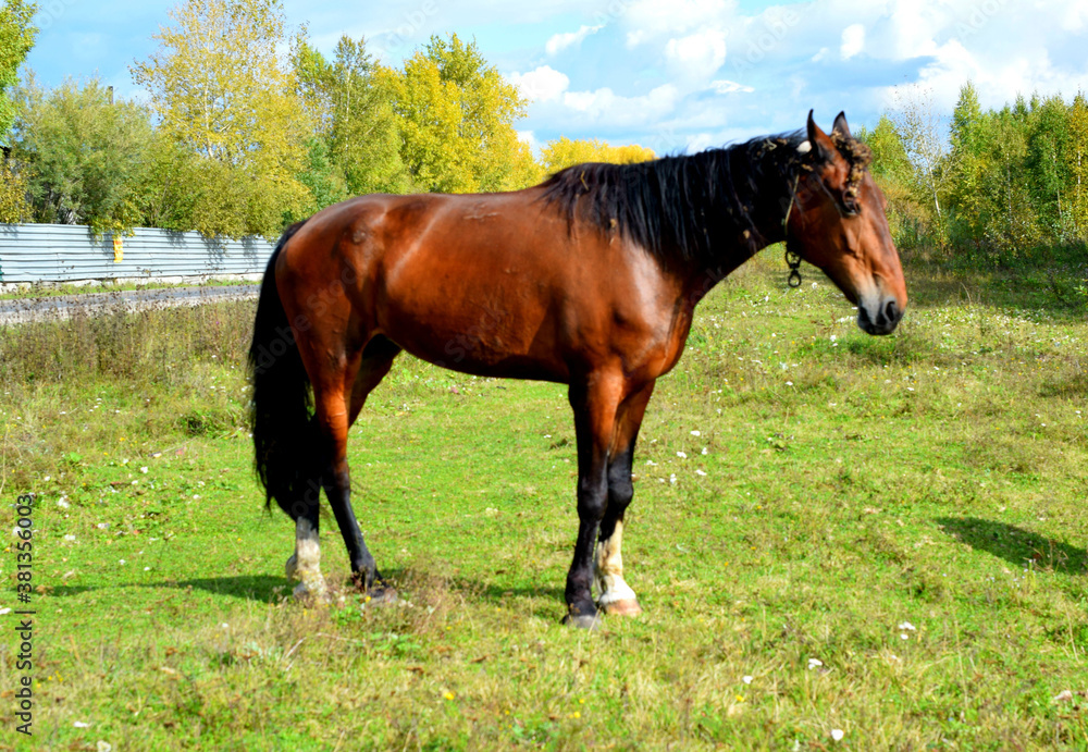 horse in the field horse in the field