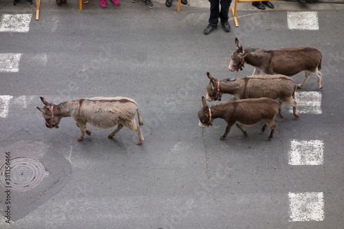 animals parading down the street seen from above