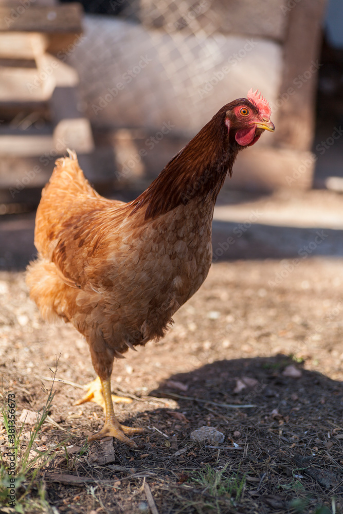 brown free-range hen loose in the field