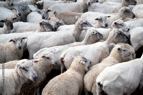 Herd of gathered sheep in Uruguay, close up from above