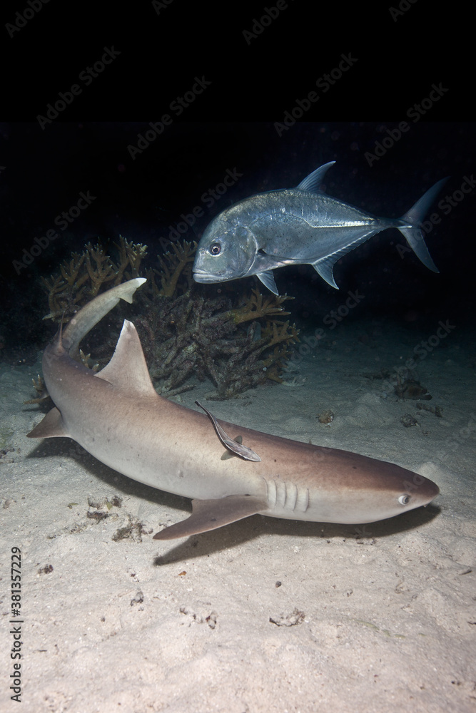 Fototapeta premium shark on a night dive 
