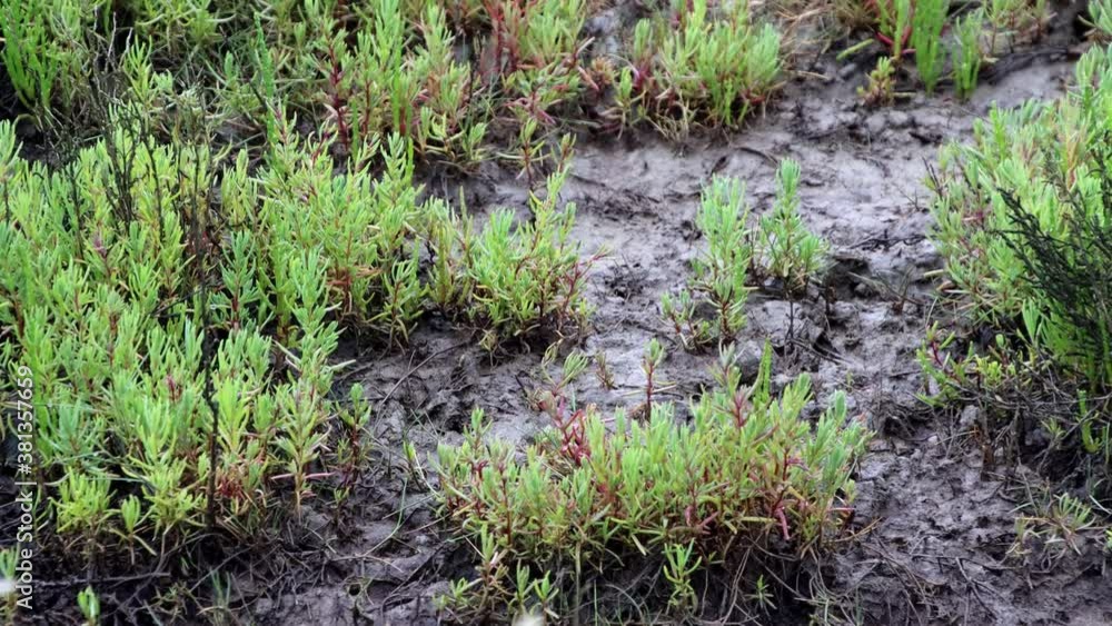 SALT MARSH AND MUDFLATS Salicornia maritima