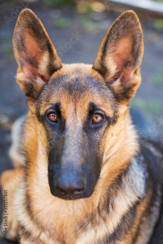 young beautiful german shepherd dog portrait