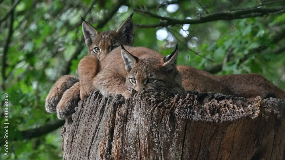 Two young Eurasian lynxes (Lynx lynx) juveniles resting on top of tree trunk in forest Two young Eurasian lynxes (Lynx lynx) juveniles resting on top of tree trunk in forest