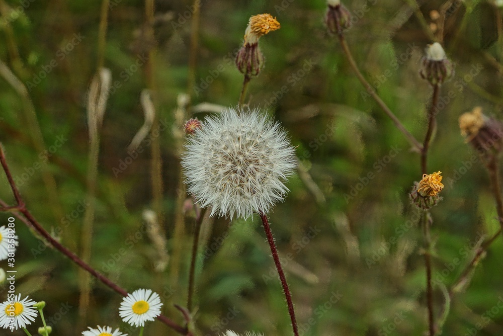 one white dandelion flower in nature on a green background one white dandelion flower in nature on a green background