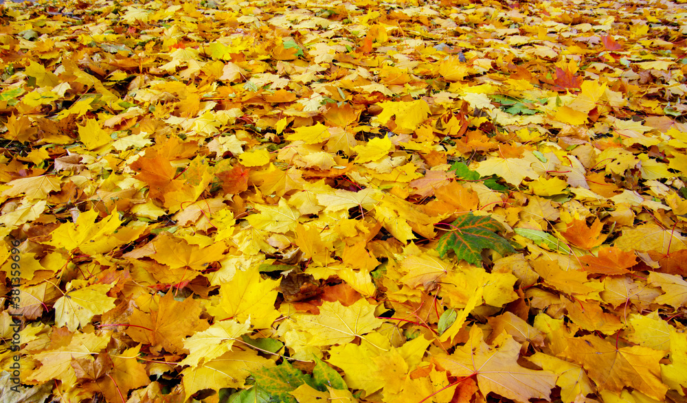 background with autumn colorful leaves