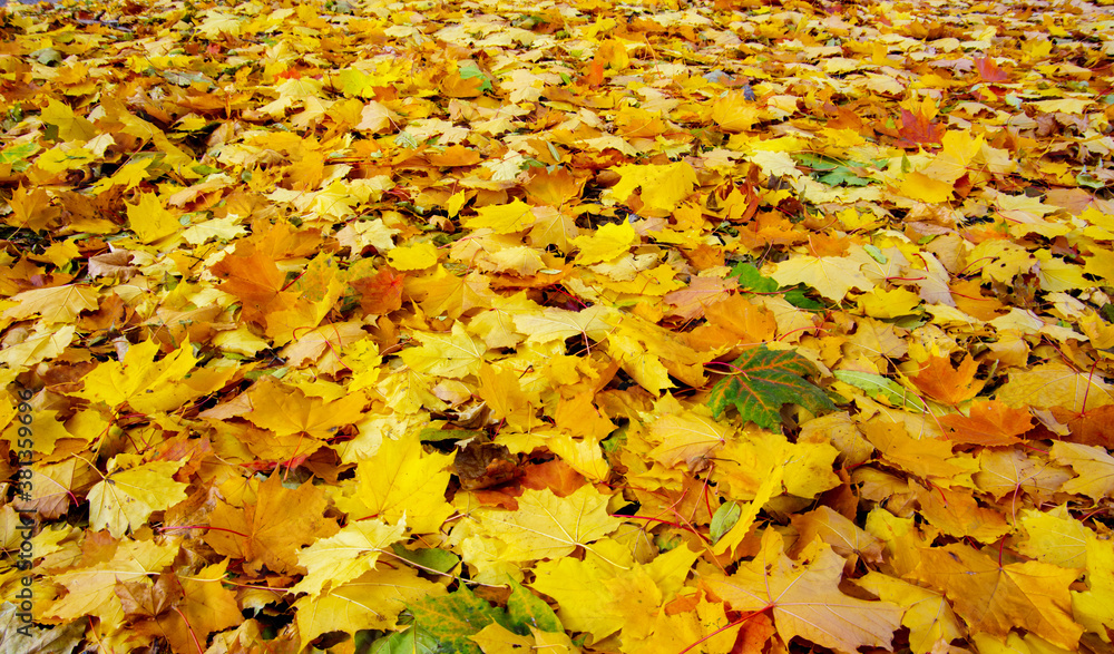 background with autumn colorful leaves background with autumn colorful leaves