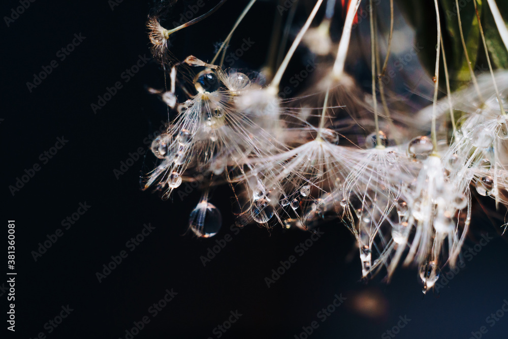 close-up of white dandelion fluff with water drops close-up of white dandelion fluff with water drops