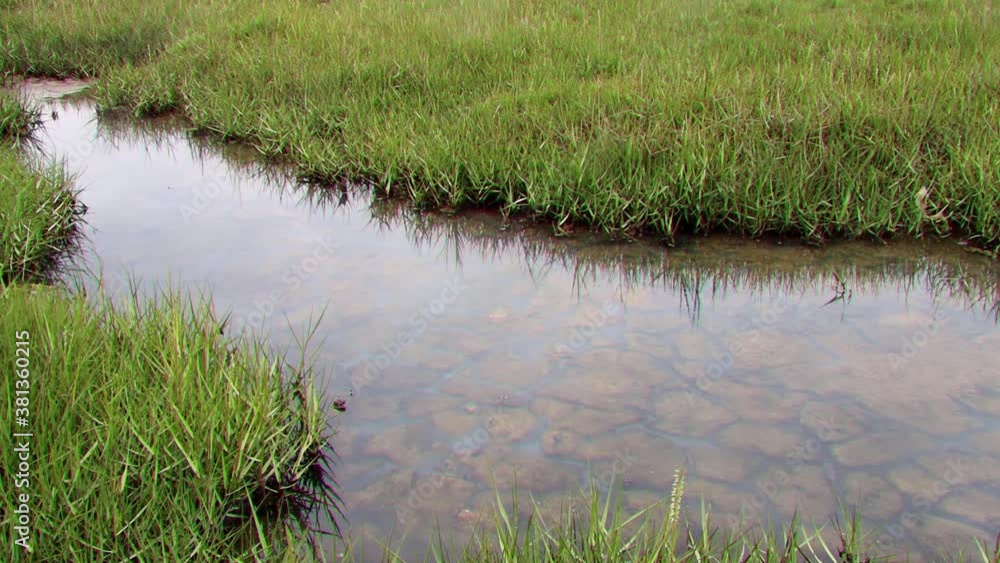 SALT MARSH AND MUDFLATS SALT MARSH AND MUDFLATS