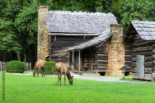 Elk graze in front a historic log cabin in the Great Smoky Mountains National Park. This structure is located within the park and not a privately owned property.  photo