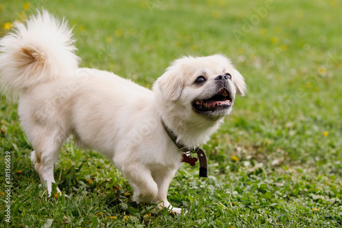 Konstfotografi Tibetan Spaniel dog on green lawn