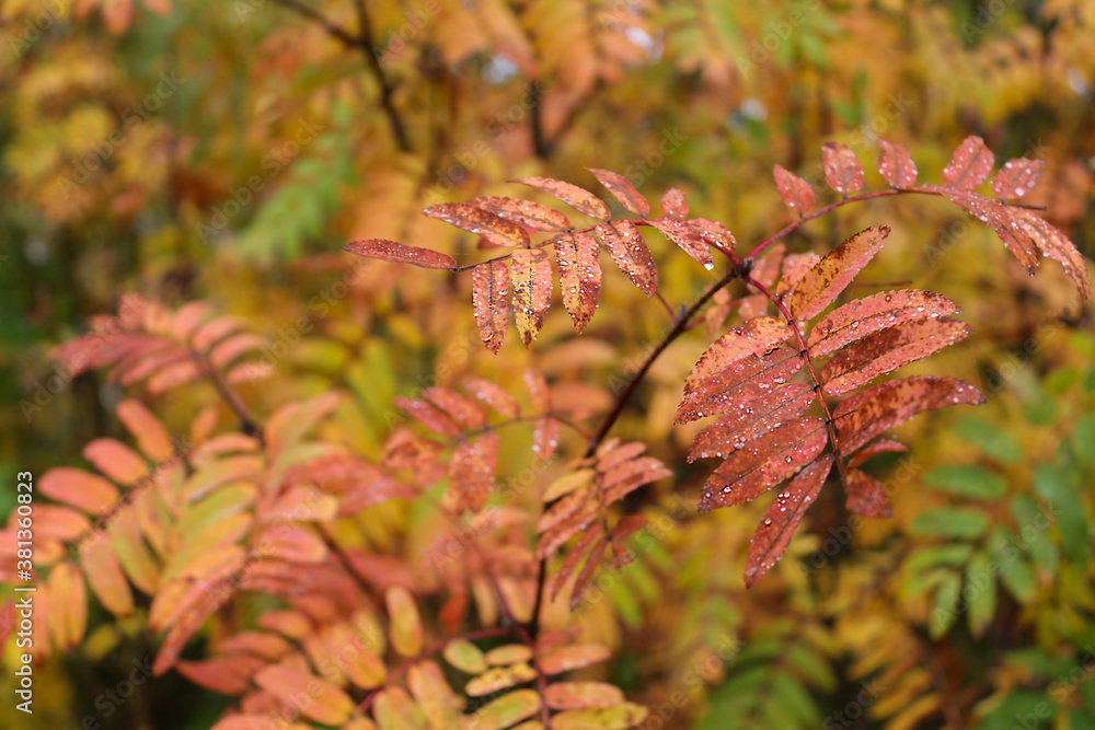 Red rowan leaves with water droplets. Autumn colorful background. Red rowan leaves with water droplets. Autumn colorful background.