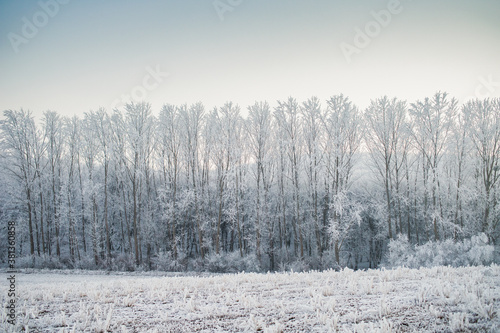 beautiful frozen winter landscape with frosty trees