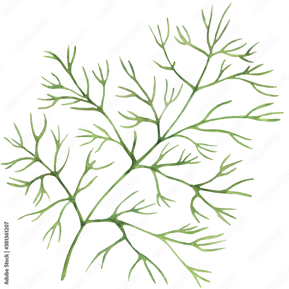 Dill isolated on white. Watercolor botanical illustration. Culinary herb of spice for flavouring food. Hand drawn plant for packaging, label, logo design. Ingredient for recipe. Dill isolated on white. Watercolor botanical illustration. Culinary herb of spice for flavouring food. Hand drawn plant for packaging, label, logo design. Ingredient for recipe.