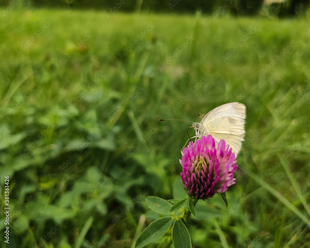 Motyl Bielinek kapustnik na kwiatku Motyl Bielinek kapustnik na kwiatku