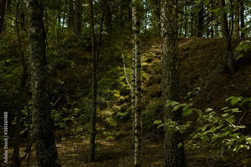 A beautiful green slope in the depths of the forest, overgrown with moss. The sunbeam mysteriously falls on the forest.