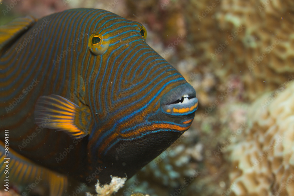 Obraz premium trigger fish underwater