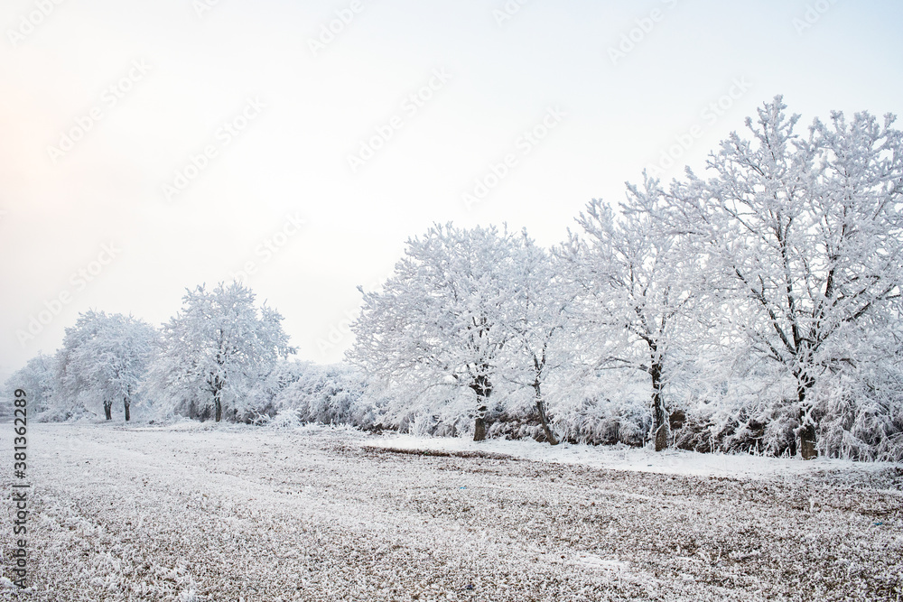 Obraz premium beautiful frozen winter landscape with frosty trees