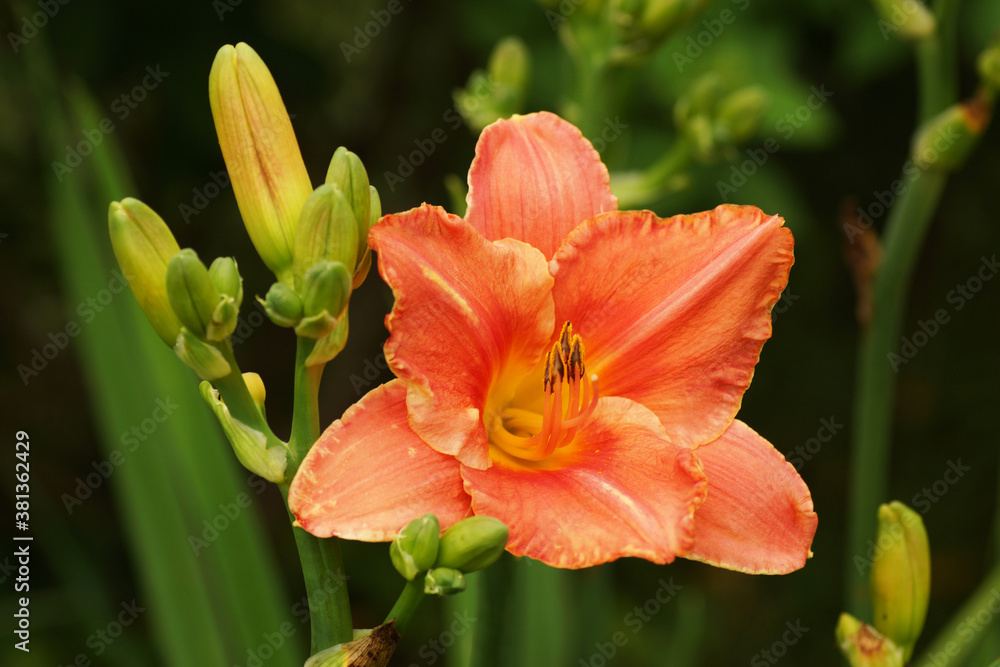 Orange daylily in the garden. Orange daylily in the garden.