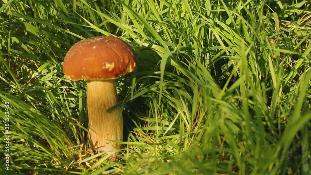 White mushroom in the grass. The mushroom is illuminated by the sun White mushroom in the grass. The mushroom is illuminated by the sun