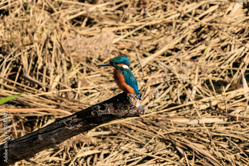 Kingfisher close up