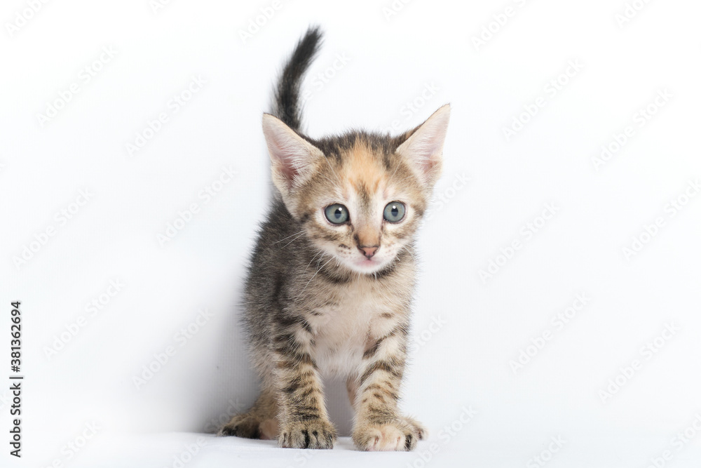 cute kitten in studio with white background cute kitten in studio with white background