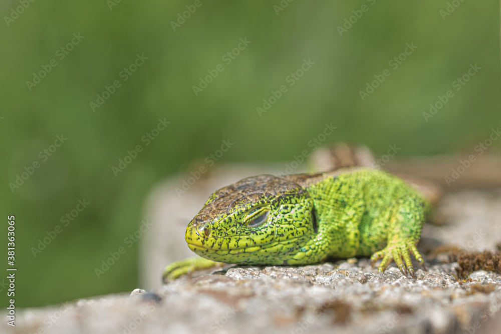 Lizard on a stone