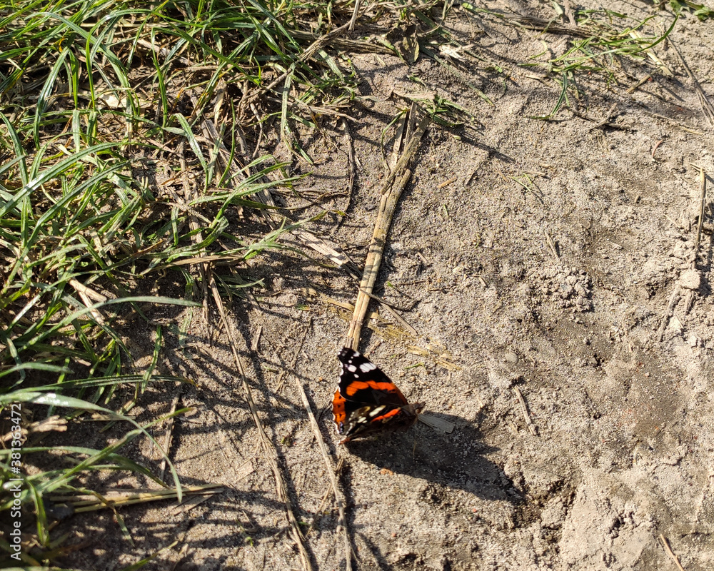 Motyl Rusałka admirał