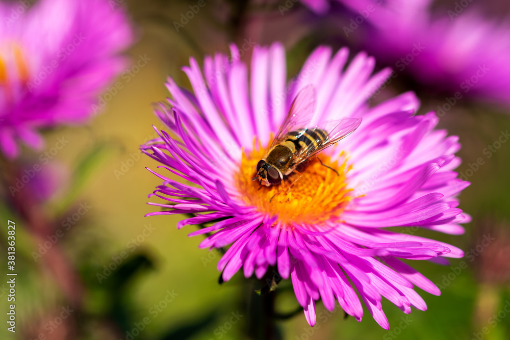 Bee collects nectar from a lilac chrysanthemum flower.  Close-up.  Selective focus