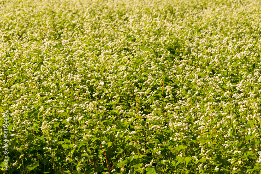 Field view of buckwheat (Fagopyrum esculentum. Fagopyrum sagittatum. Polygonum fagopyrum) cultivation in Sanda city, Hyogo, Japan in September Field view of buckwheat (Fagopyrum esculentum. Fagopyrum sagittatum. Polygonum fagopyrum) cultivation in Sanda city, Hyogo, Japan in September