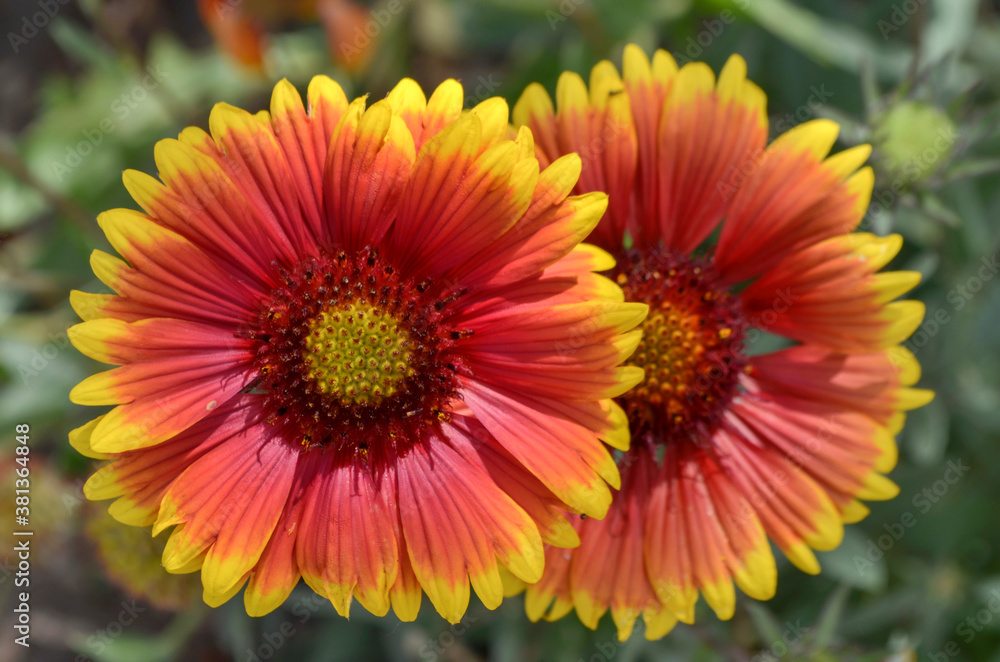 Bright Gaillardia on a blurred green background, macro Bright Gaillardia on a blurred green background, macro