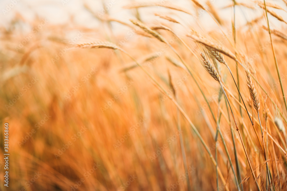 Ripe barley crops in cultivated field Ripe barley crops in cultivated field