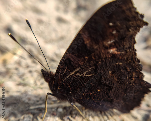 Motyl Rusałka pawik photo