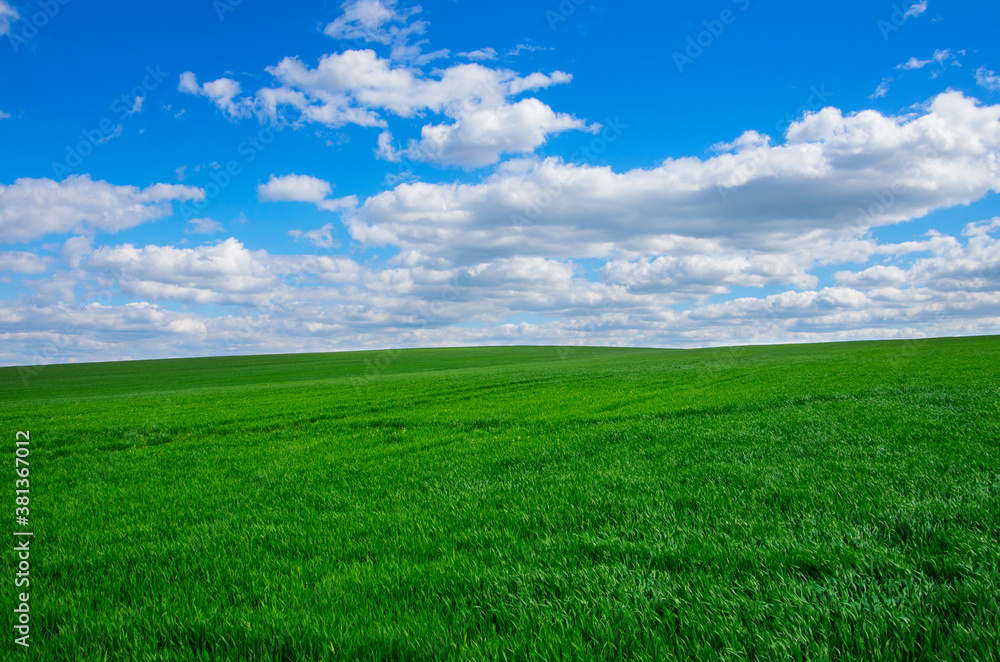 Image of green grass field and bright blue sky