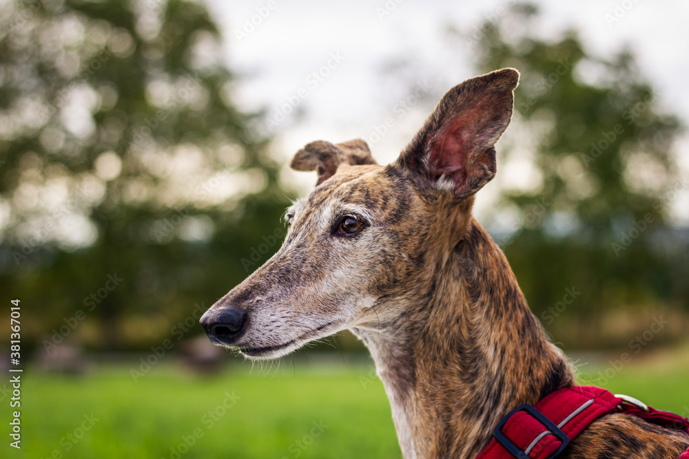 Greyhoung dog. Portrait of old Spanish Galgo Greyhoung dog. Portrait of old Spanish Galgo